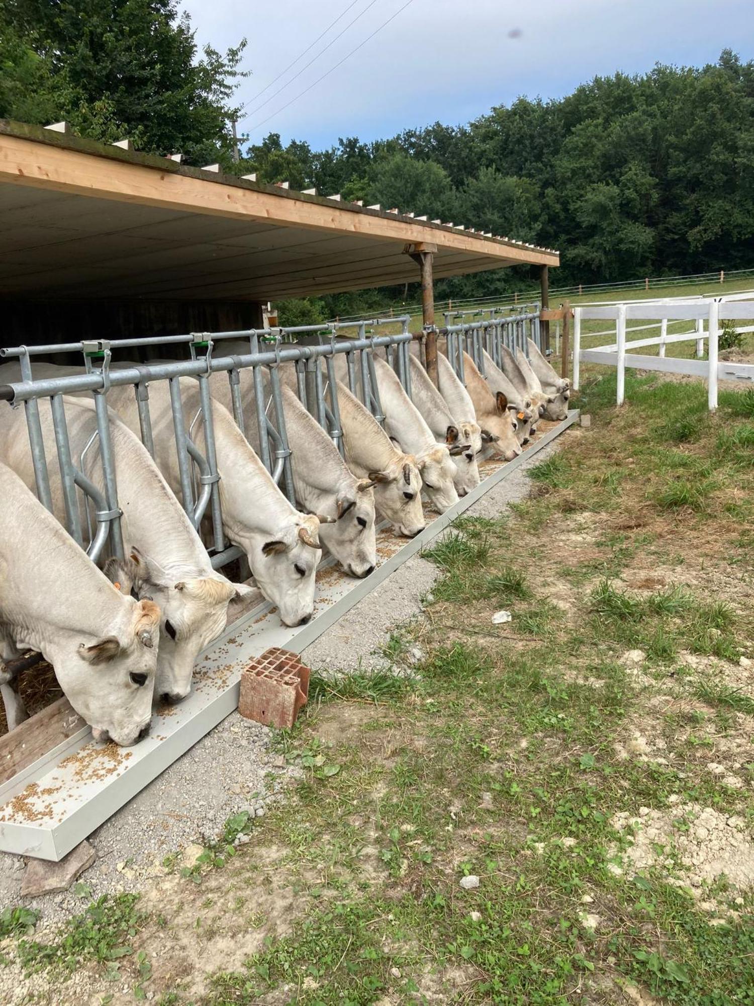 Séjour à la ferme La Fornace Centro Ippico