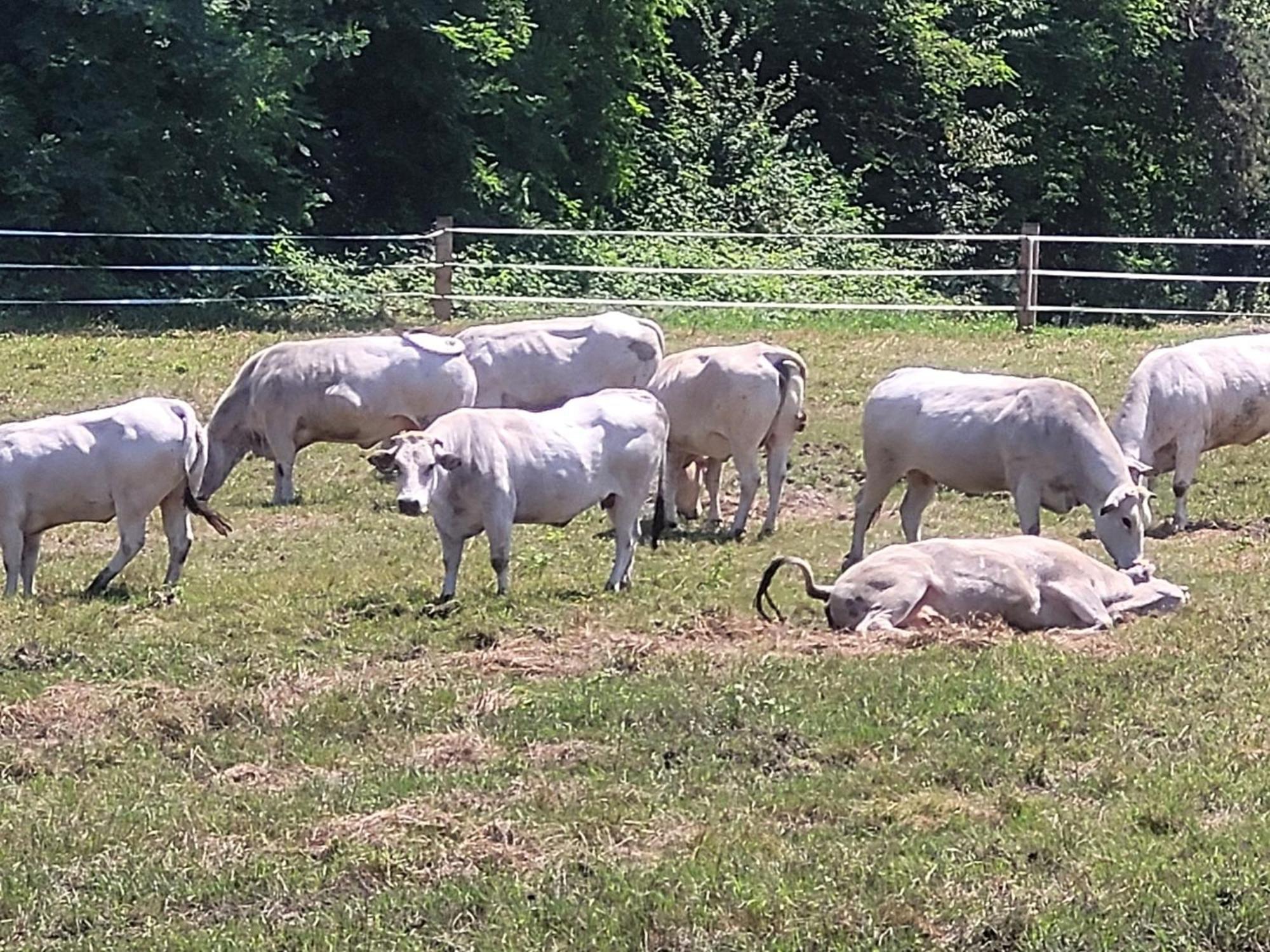 Séjour à la ferme La Fornace Centro Ippico *